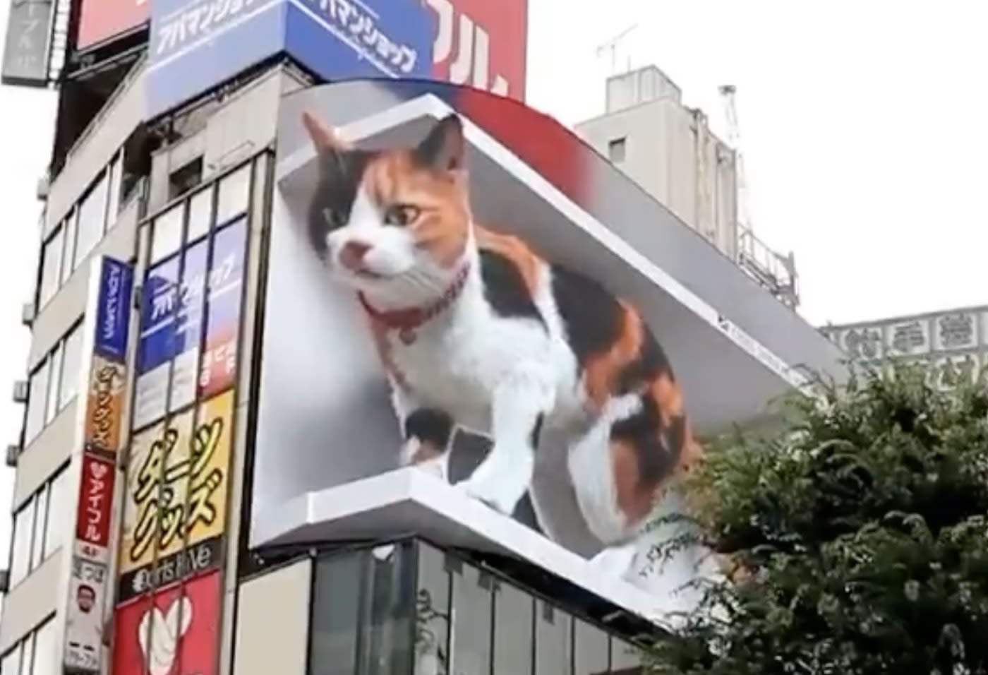 3D advertising calico cat billboard tokyo japan